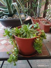 Piante grasse e succulente