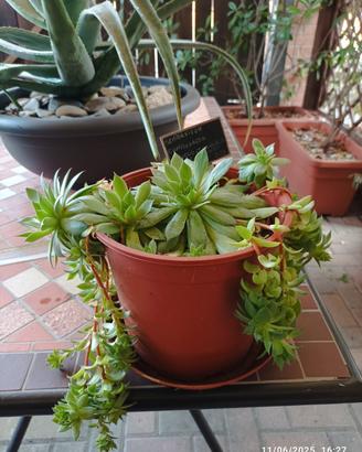 Piante grasse e succulente