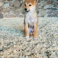 Cucciolo di shiba inu