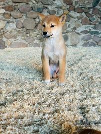 Cucciolo di shiba inu