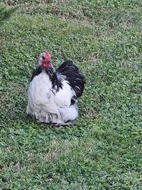 Gallo Cocincina