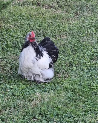 Gallo Cocincina