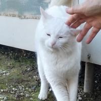 Gattina Lulù, dolcissima nata nel 2018