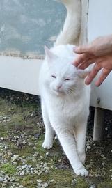 Gattina Lulù, dolcissima nata nel 2018