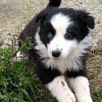 Cuccioli border collie