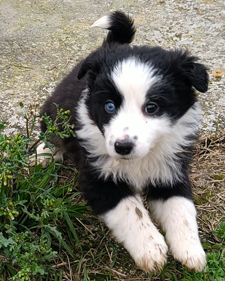 Cuccioli border collie