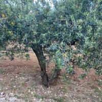 10 alberi di ulivo secolari/giovani da vista/olio