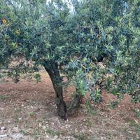 10 alberi di ulivo secolari/giovani da vista/olio