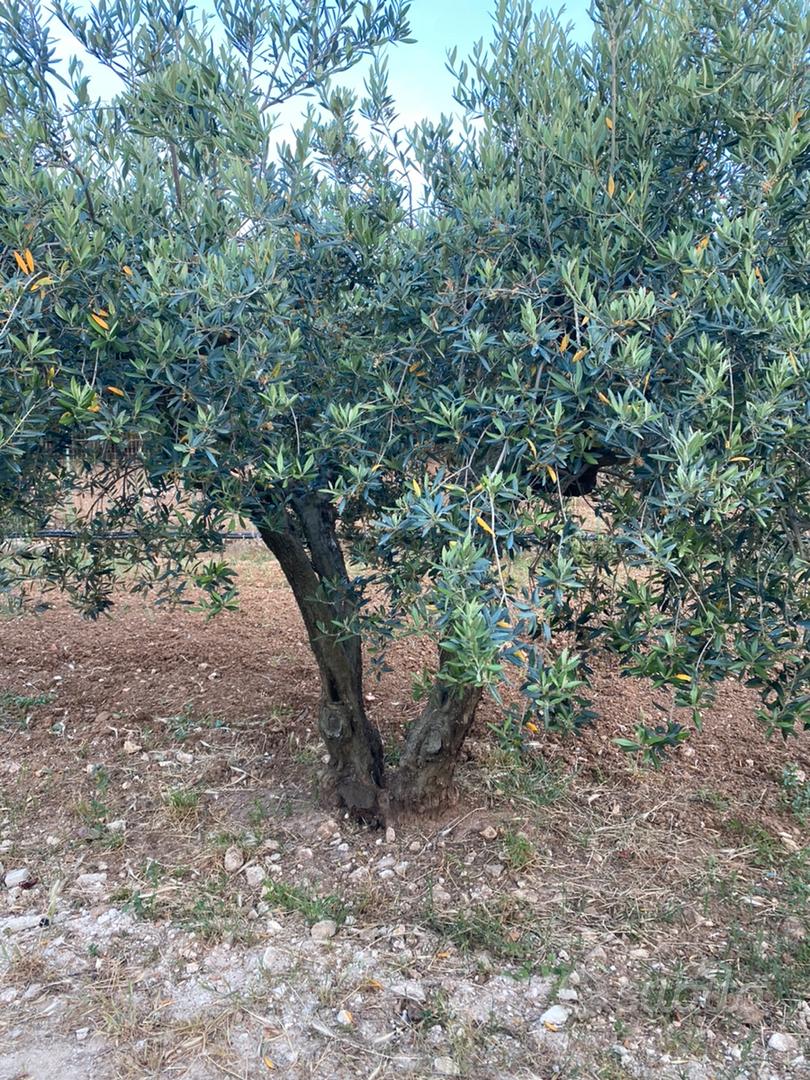 Acquistare Albero di Ulivo - L'albero perfetto per interni - Be