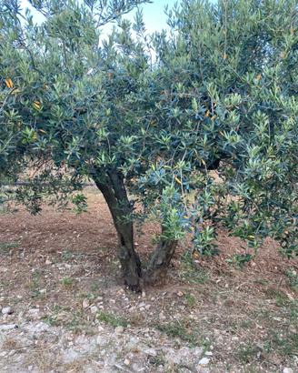 10 alberi di ulivo secolari/giovani da vista/olio