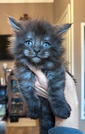 Cucciole Maine coon