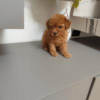 Cucciolo Barboncino Toy Toy Foto Reali Due Mesi