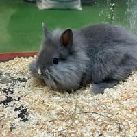 Conigli ariete mini lop toy e nani testa di leone