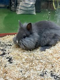 Conigli ariete mini lop toy e nani testa di leone