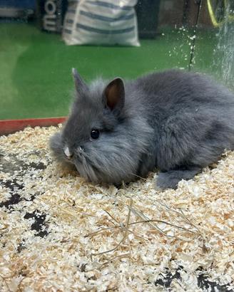 Conigli ariete mini lop toy e nani testa di leone