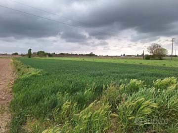  Terreno agricolo