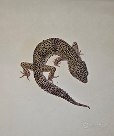 Geco Leopardino
