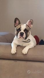 Bulldog francese in adozione