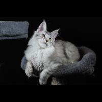 Maine Coon