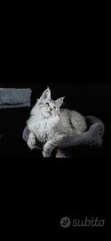 Maine Coon