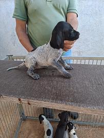 Bracco/Pointer