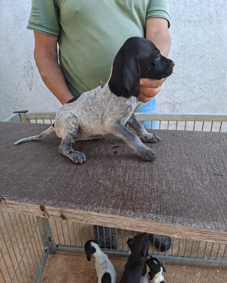 Bracco/Pointer