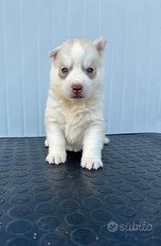 Siberian Husky