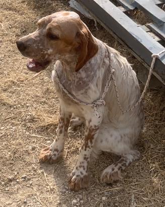 Setter inglese cucciolona