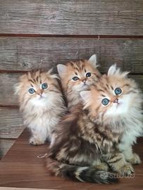 Gattini di razza