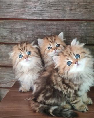 Gattini di razza