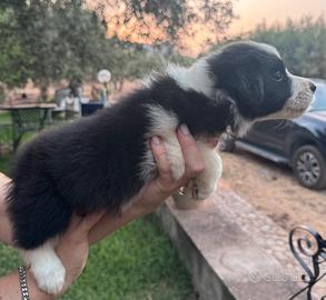 Border Collie