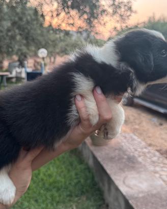 Border Collie