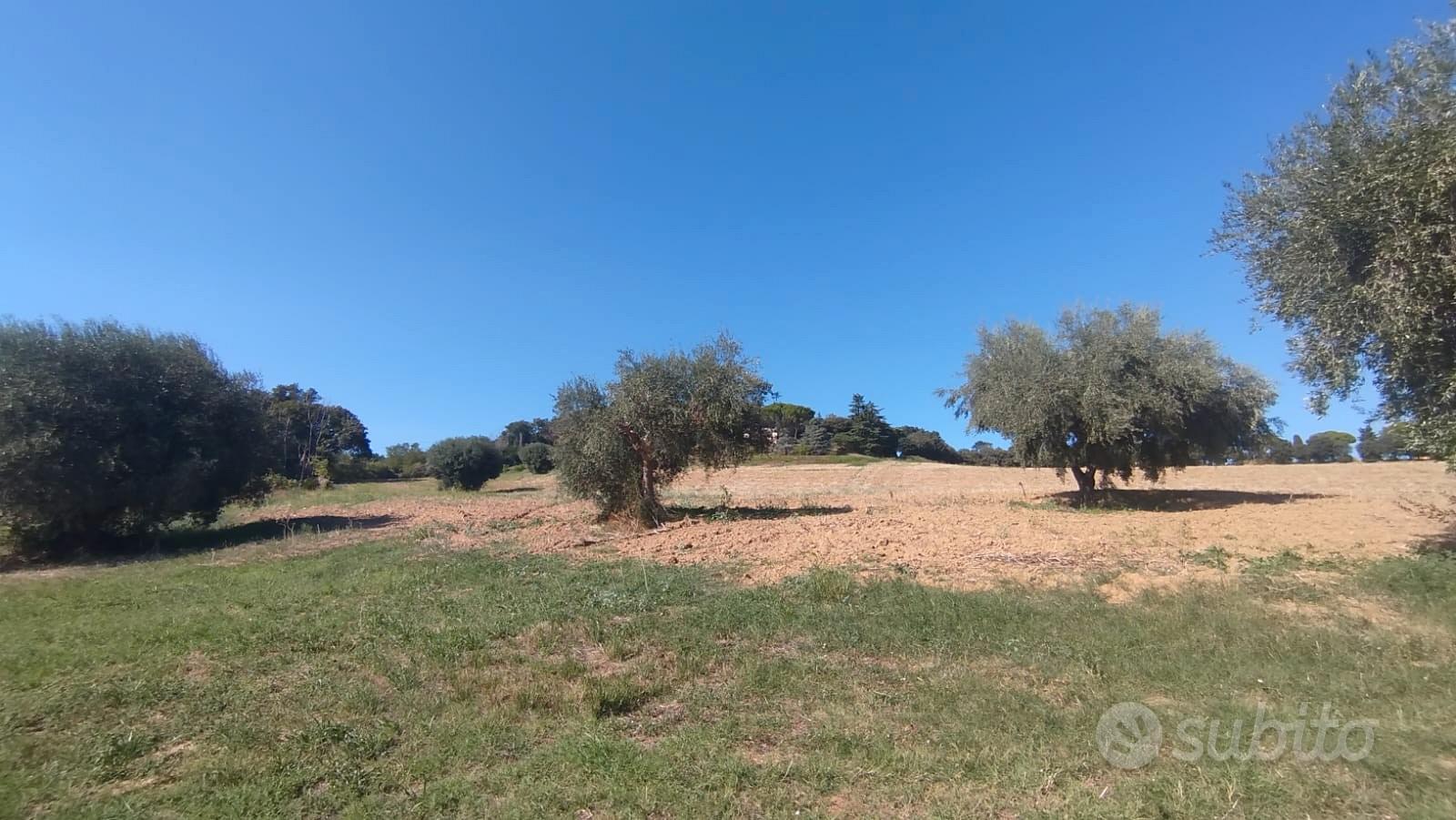 Panoramico con uliveto - Vista 4