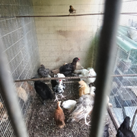 Galline pappagalli pavone