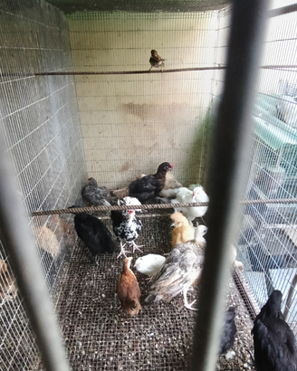 Galline pappagalli pavone