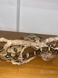 Boa constrictor imperator