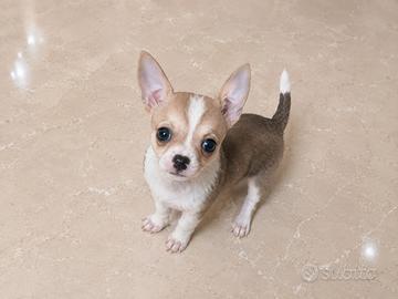 Chihuahua