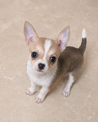 Chihuahua