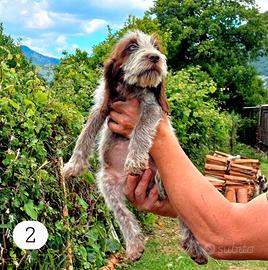 Spinone italiano