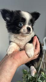 Chihuahua femmina