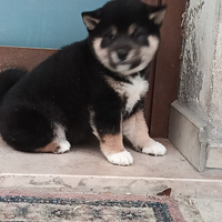 Shiba inu con pedigree enci