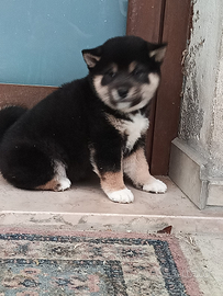 Shiba inu con pedigree enci