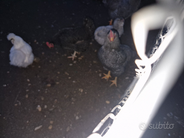 Gallo Playmouth rock