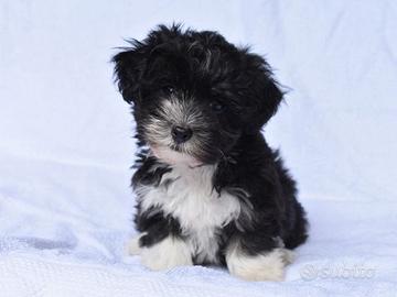 Cane taglia piccola