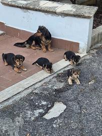 Taglia piccola