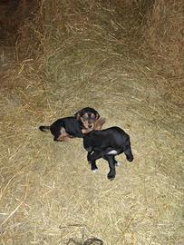 Cuccioli di cane meticcio