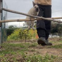 Coniglio testa di leone da salto