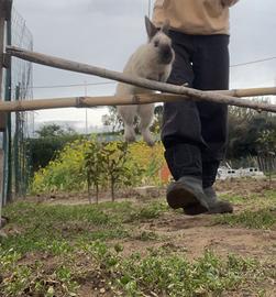 Coniglio testa di leone da salto