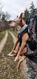 zaino per cane