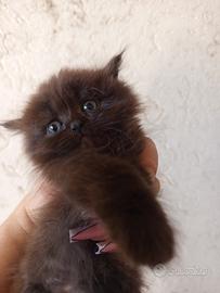 Gatti-gatto-gattini-cuccioli-persiani